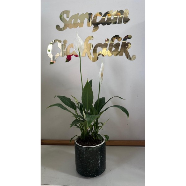 saksıda spat